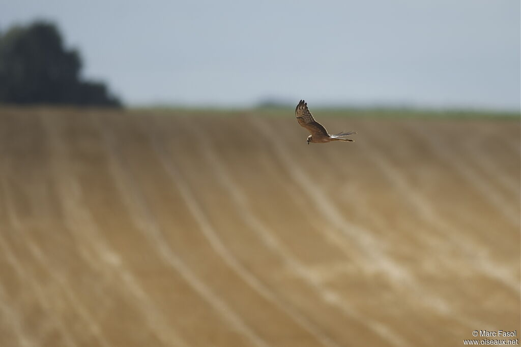 Montagu's Harrierjuvenile, Flight