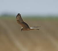 Montagu's Harrier