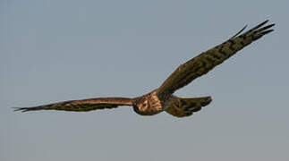 Montagu's Harrier