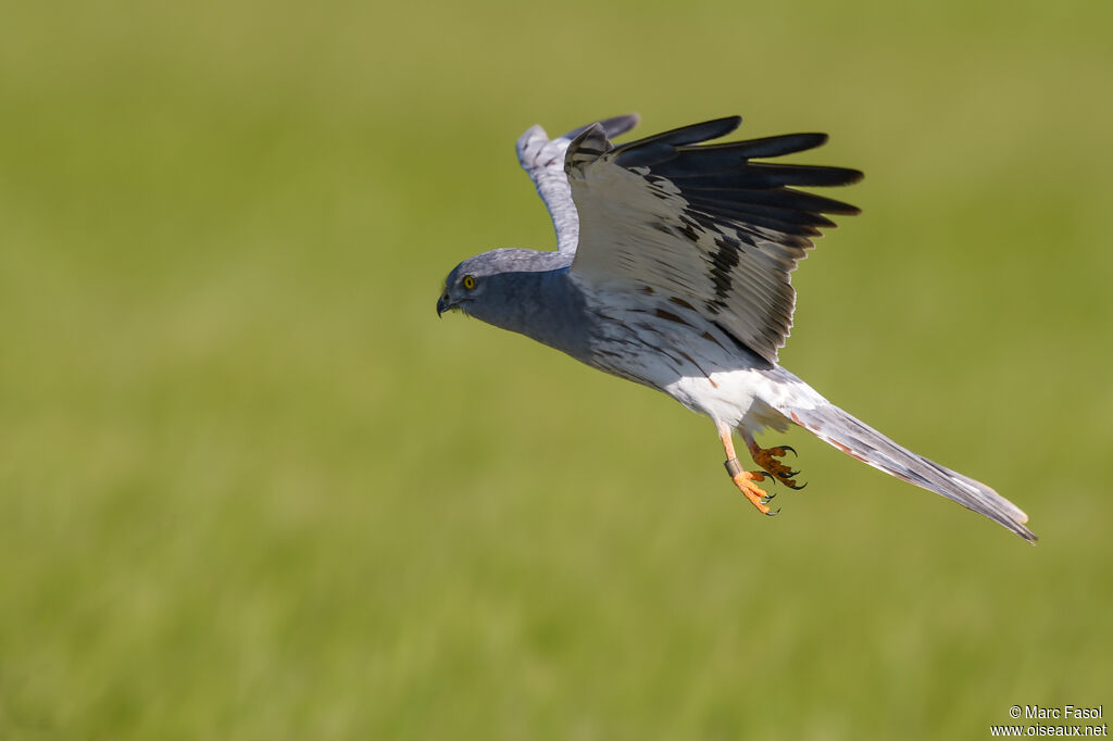 Montagu's Harrier male adult breeding, Flight