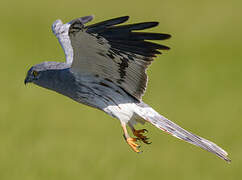 Montagu's Harrier