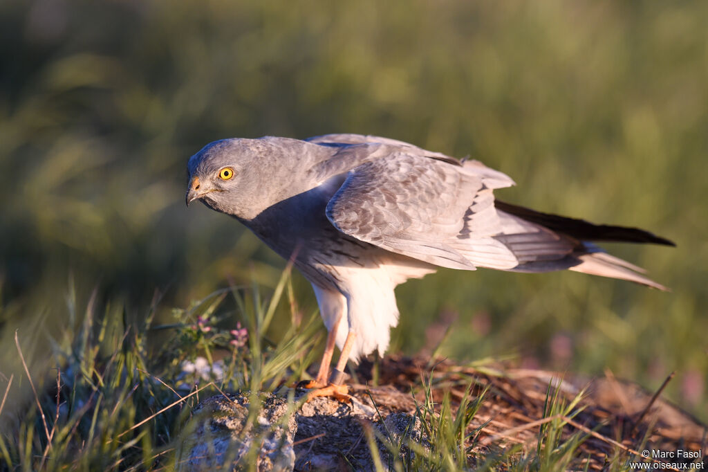 Montagu's Harrier male adult breeding, identification