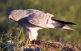 Montagu's Harrier