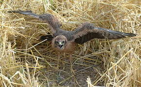 Montagu's Harrier