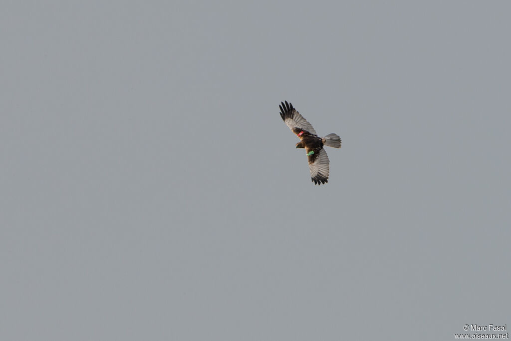 Western Marsh Harrier male adult