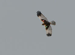 Western Marsh Harrier