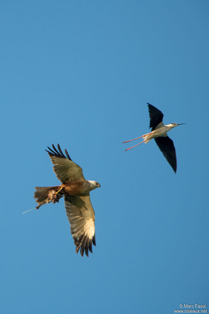 Western Marsh Harrier male adult, Flight, feeding habits
