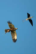 Western Marsh Harrier