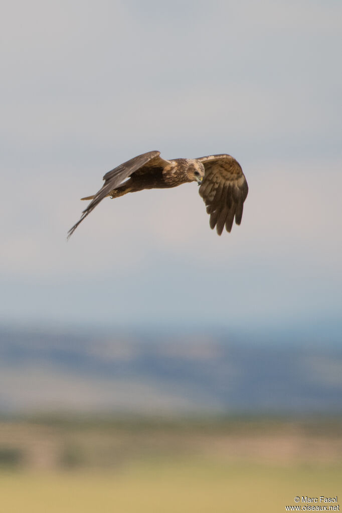 Western Marsh Harrier female, adult, flight