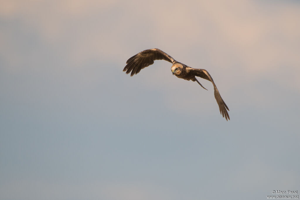 Western Marsh Harrier female, adult, flight