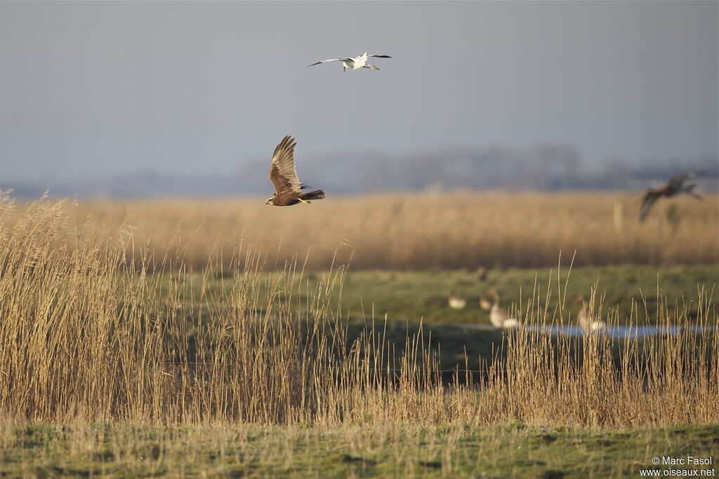 Western Marsh Harrier female adult post breeding, Flight