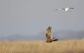 Western Marsh Harrier