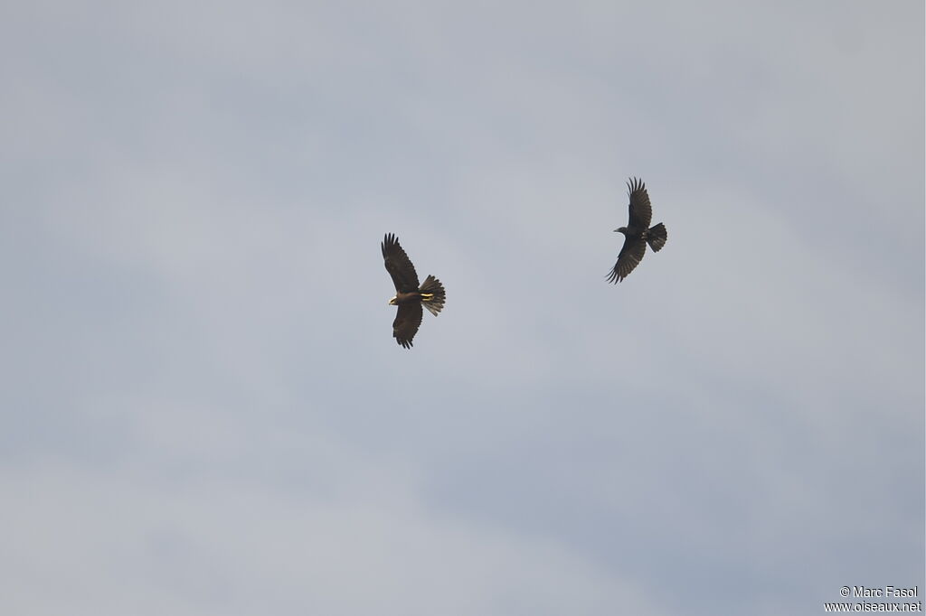 Western Marsh Harrierjuvenile, Flight