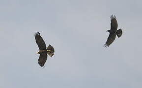 Western Marsh Harrier