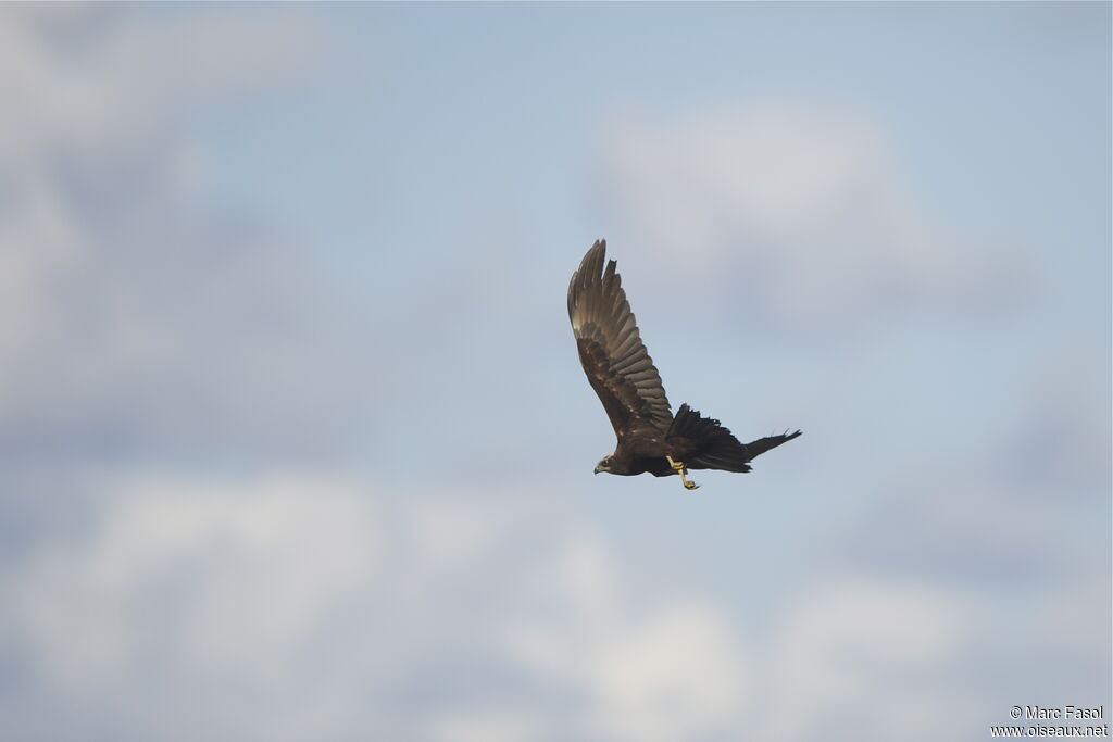 Western Marsh Harrierimmature, Flight