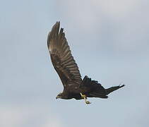 Western Marsh Harrier