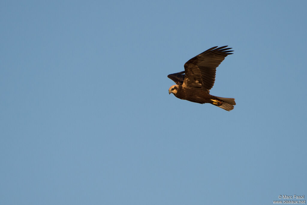 Western Marsh HarrierFirst year, Flight