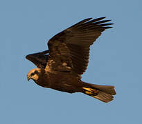 Western Marsh Harrier