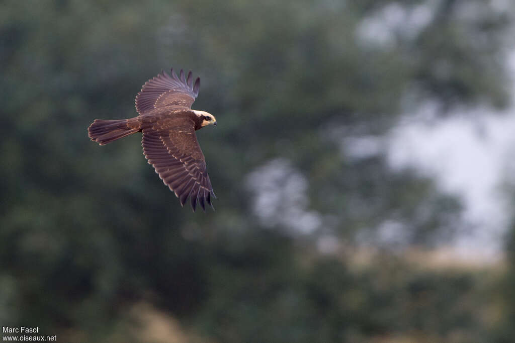 Western Marsh Harrierjuvenile, pigmentation, Flight