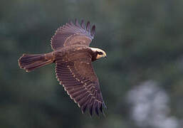 Western Marsh Harrier