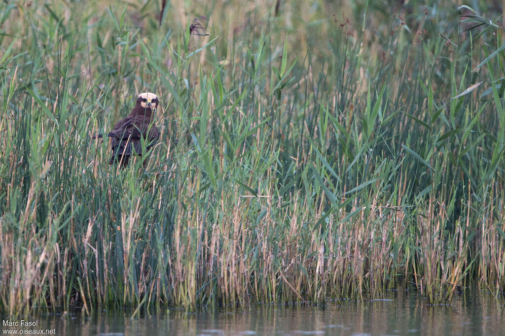 Busard des roseauxjuvénile, habitat, pigmentation