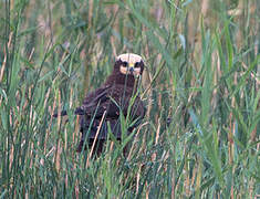 Western Marsh Harrier