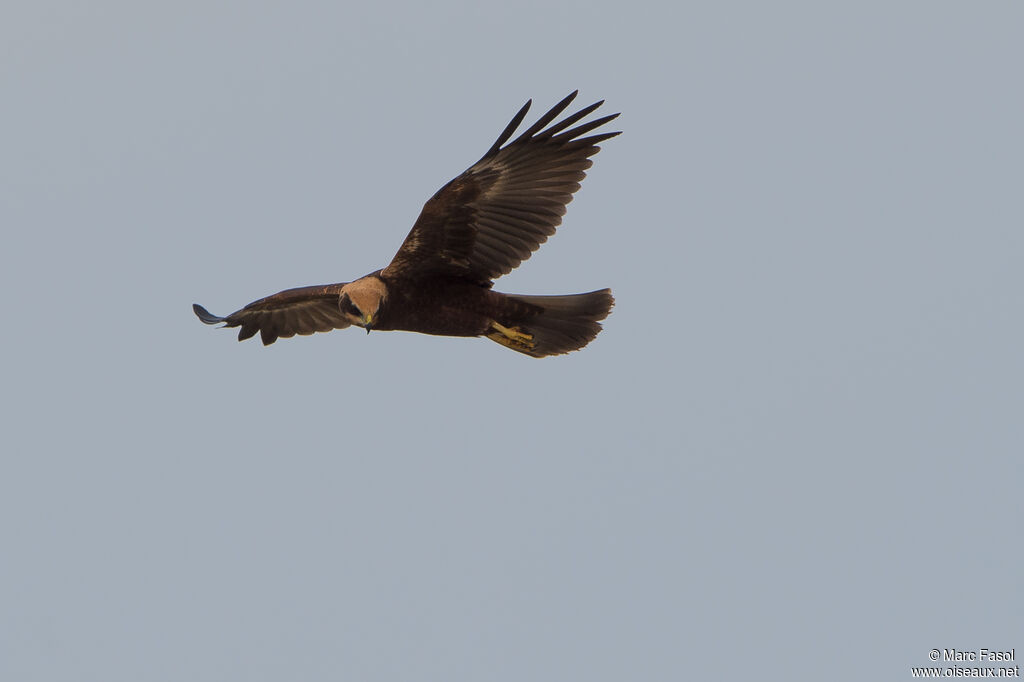 Western Marsh Harrierjuvenile