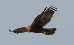 Western Marsh Harrier