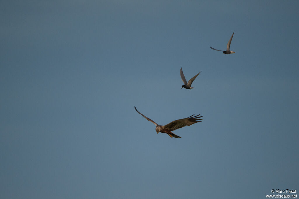 Western Marsh Harrier male adult, Flight