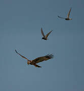 Western Marsh Harrier