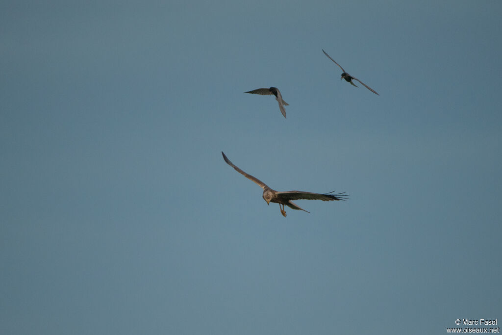 Western Marsh Harrier male adult breeding, Flight