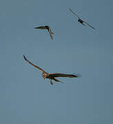 Western Marsh Harrier