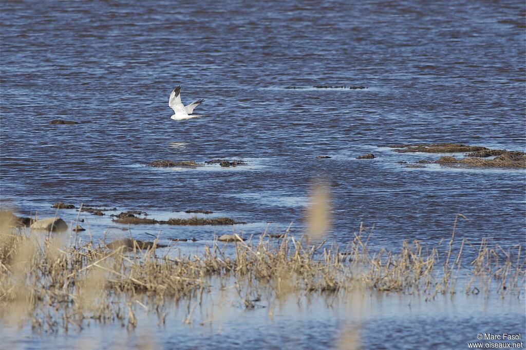 Pallid Harrier male adult, Flight