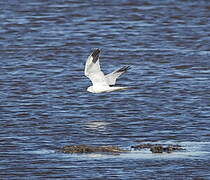 Pallid Harrier