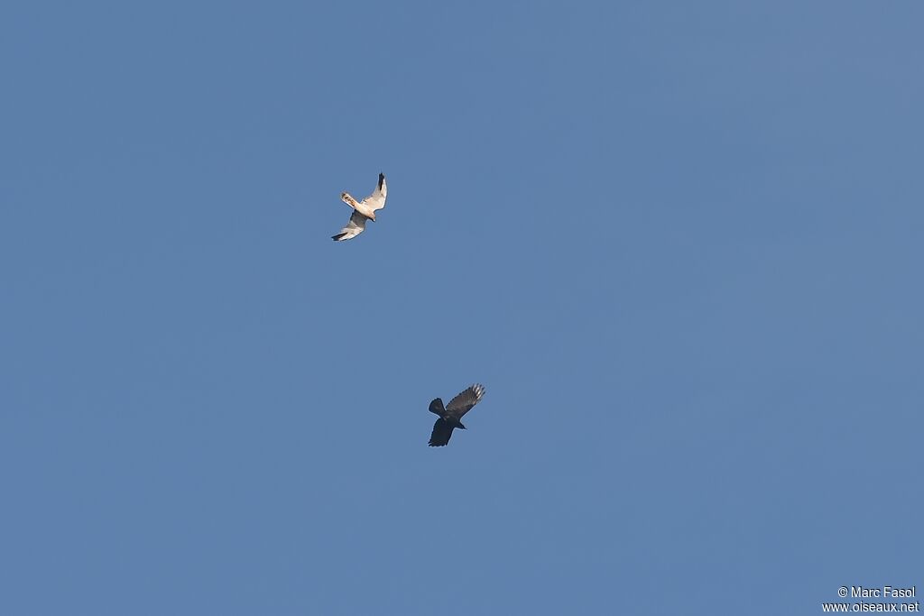 Pallid Harrier male Third  year, Flight