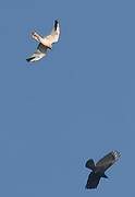 Pallid Harrier