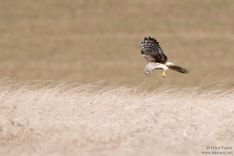 Hen Harrier female adult, Flight
