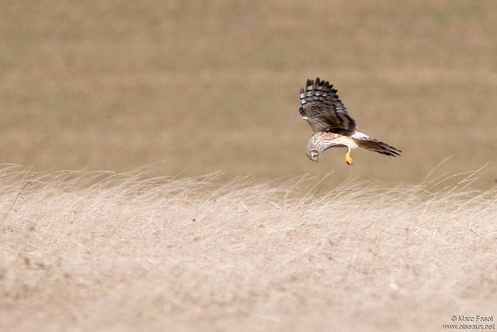 Hen Harrier female adult, Flight