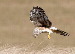 Hen Harrier