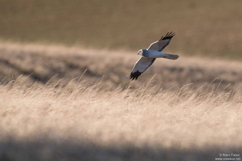 Hen Harrier male adult, Flight