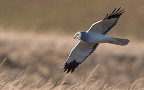 Hen Harrier