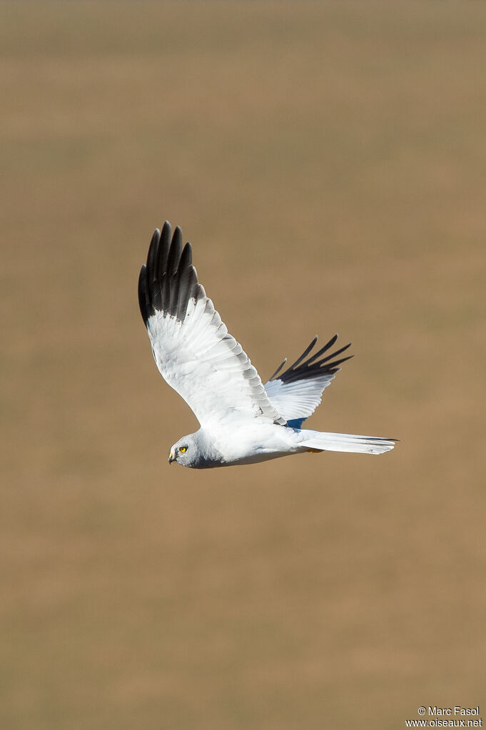 Hen Harrier male adult, Flight