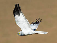 Hen Harrier