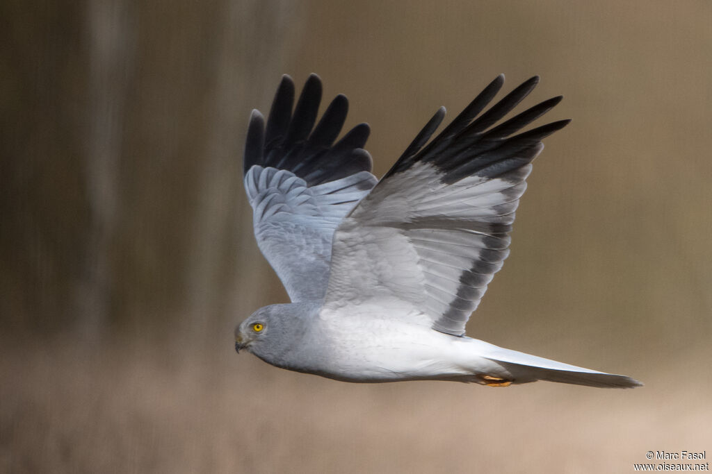 Hen Harrier male adult breeding, Flight