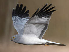 Hen Harrier