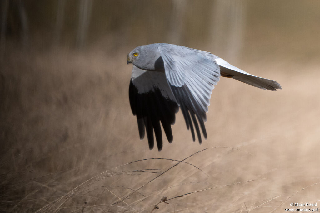 Hen Harrier male adult breeding, Flight