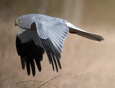 Hen Harrier