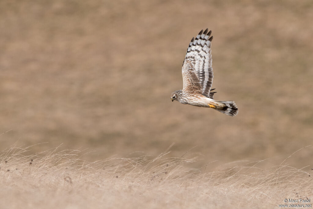 Hen Harrier female adult breeding, Flight