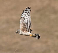 Hen Harrier