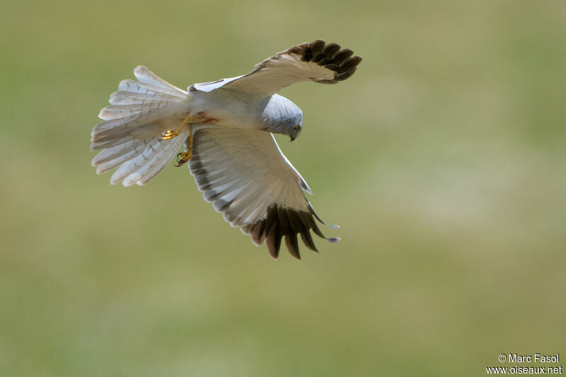 Hen Harrier male adult, Flight, fishing/hunting